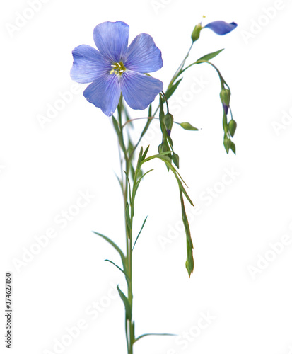 Blooming plant of flax with blue flower, buds and leaves, isolated on white