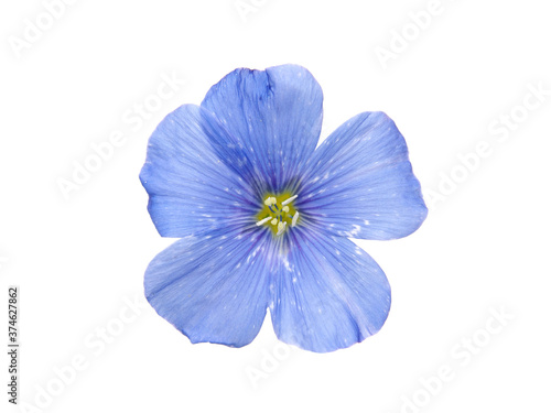 Blue flax flowers isolated on white background
