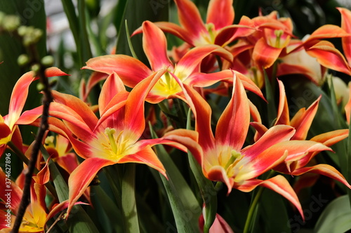 Orange yellow tulips bloomed in the spring in the garden. These bulbs are widely used in landscape design.