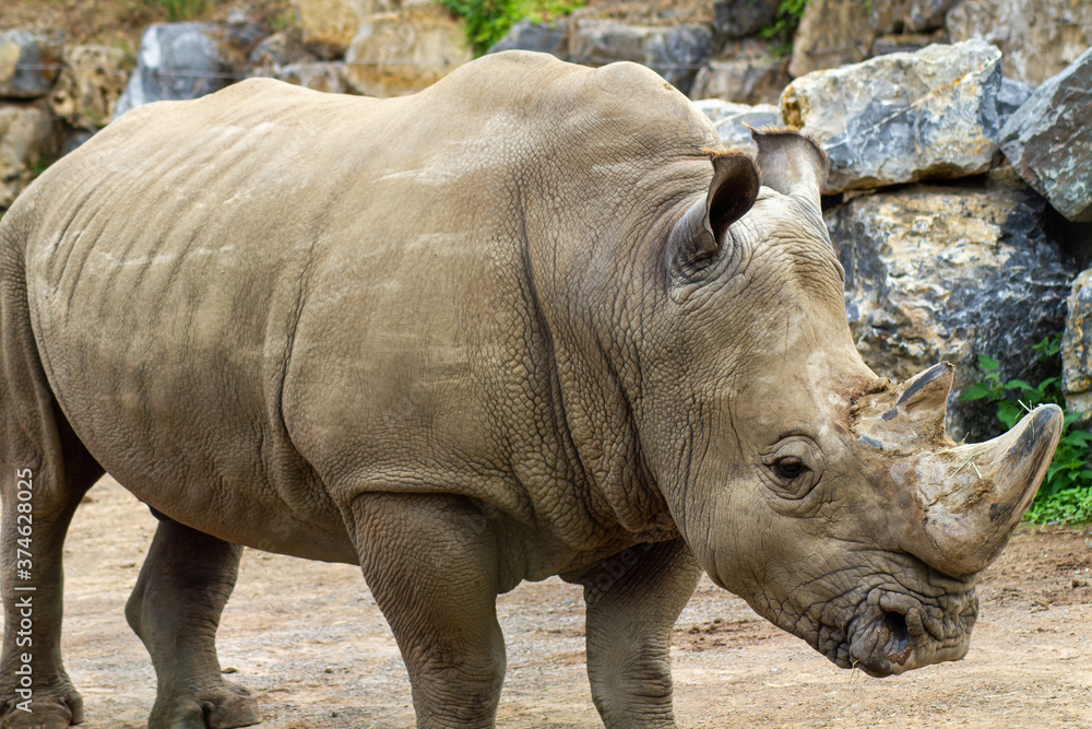 rhinocéros debout dans un parc animalier