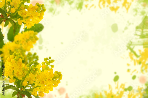 Yellow flower background of Oregon grape blossom
