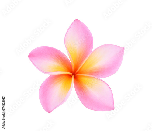 frangipani flower isolated on white background
