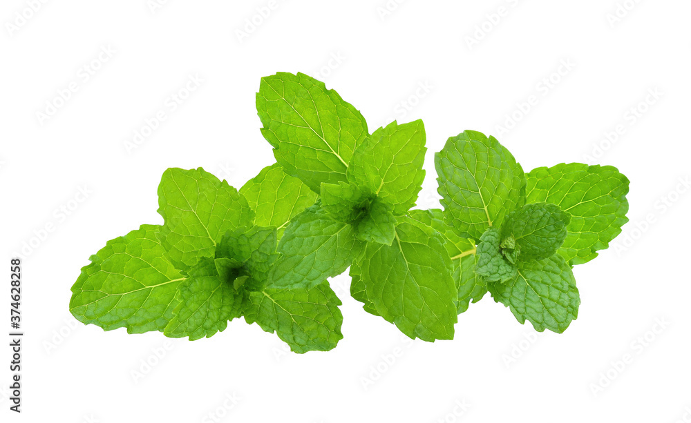 Mint leaves isolated on white background. Mint leaves isolated on white background.