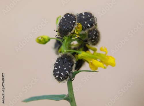 Hairy beetle or Apple blossom beetle, Tropinota hirta, eating flowers of Rapeseed
 photo