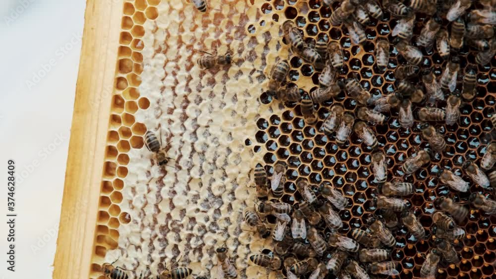 Bee Keeper Holding Honeycomb Beehive Frame. Honey Bee on honeycomb. Close-up of bees on honeycomb in apiary. Apiculture. Natural product. Beeswax. Bee farm. Bee Keeper Holding Honeycomb Beehive Frame. Honey Bee on honeycomb. Close-up of bees on honeycomb in apiary. Apiculture. Natural product. Beeswax. Bee farm.