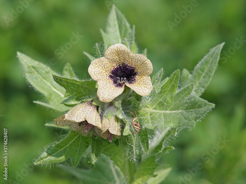 Black henbane blooming plant, Hyoscyamus niger
