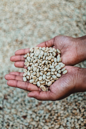 coffee beans in the hands