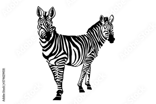 Siamese twins zebra on white background,vector illustration