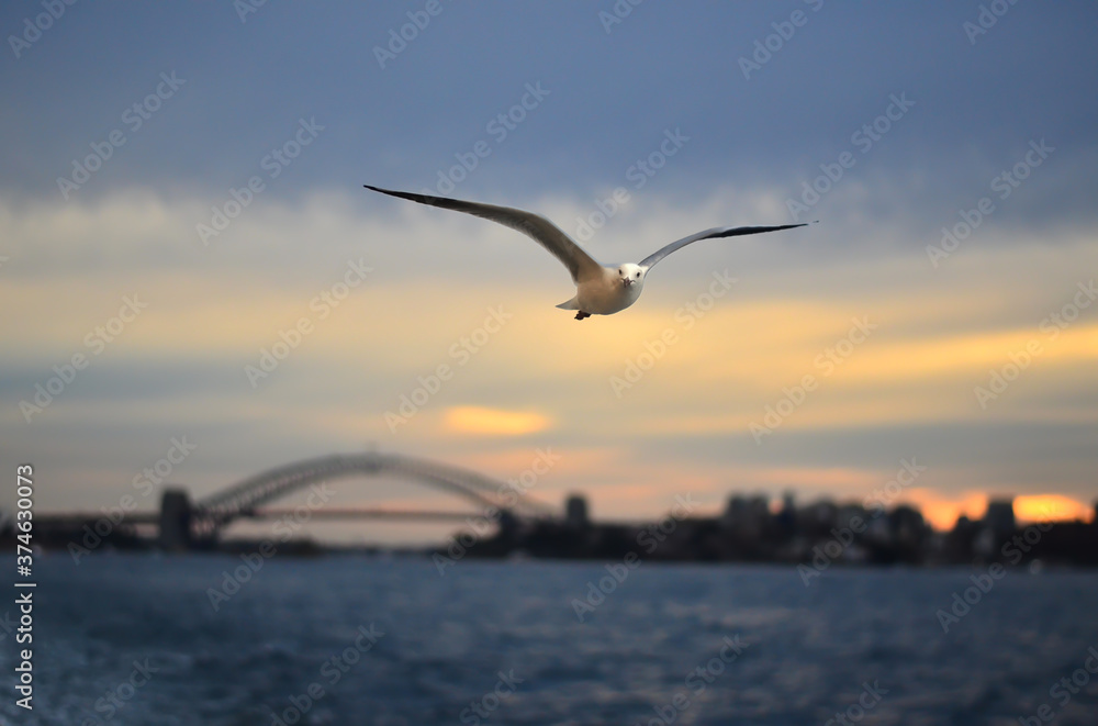 Seagull with Sydney Harbor bridge in background Seagull with Sydney Harbor bridge in background