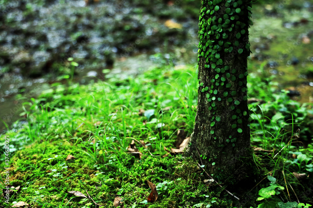 Naklejka premium 高千穂峡の自然