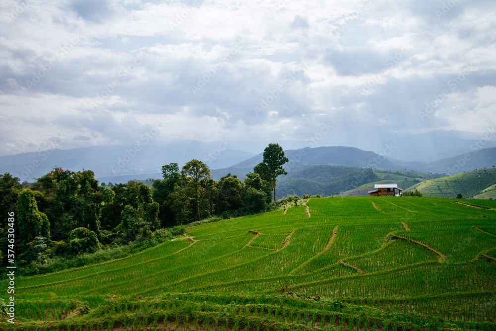 rice terrace landscape