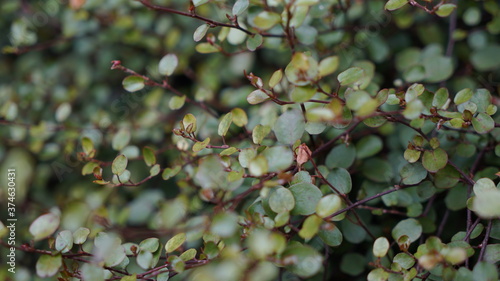 green leaves background