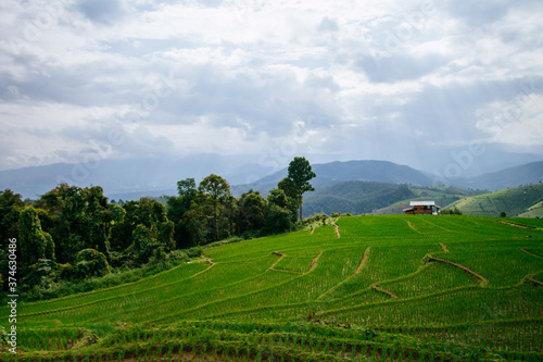 rice terrace landscape