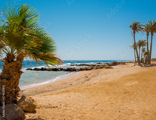  sun-drenched beautiful Red Sea coastline with swaying palm branches  yellow sand and blue water