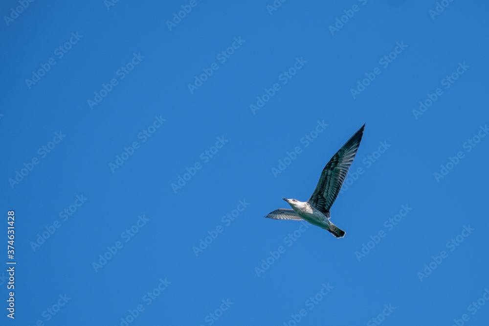 Seagull on Croatian coast, Krk island, Croatia Seagull on Croatian coast, Krk island, Croatia