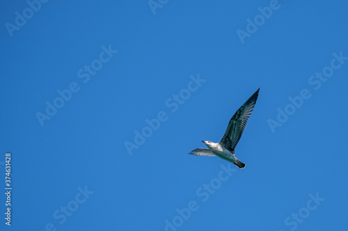Seagull on Croatian coast  Krk island  Croatia