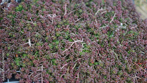 green brown succulent cloesup photo