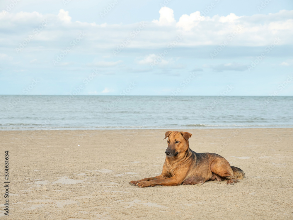 sleepy brown dog lie down on beach with white sand and water on sky backgroumd sleepy brown dog lie down on beach with white sand and water on sky backgroumd