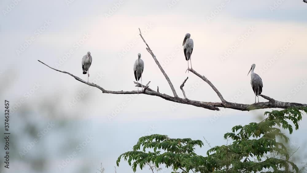 Asian openbill on the dead tree with blue sky Asian openbill on the dead tree with blue sky