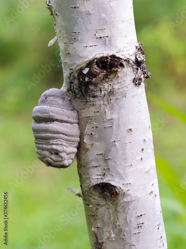 Quadro em tela Polypore fungus on a tree, polypore also known as tinder fungus, spunk, touchwoo