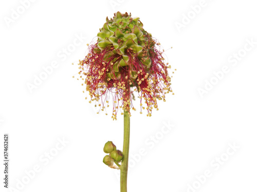 Flower head of Garden burnet or salad burnet isolated on white, Sanguisorba minor
 photo