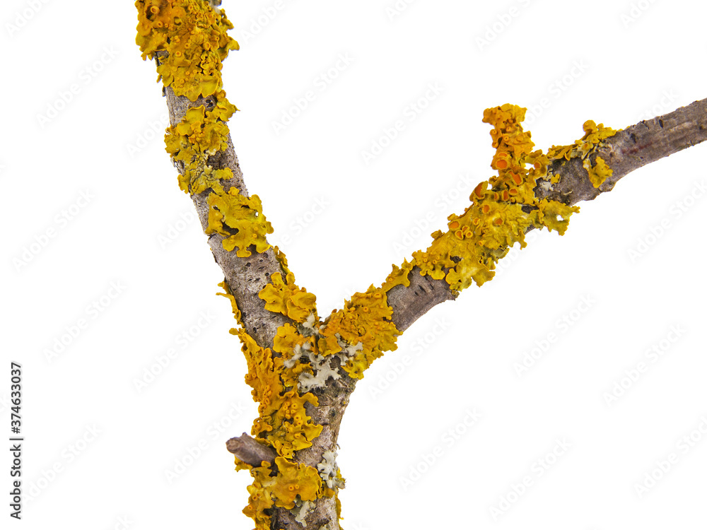 Obraz premium Yellow orange lichen, Xanthoria parietina, growing on a tree branch, isolated on white