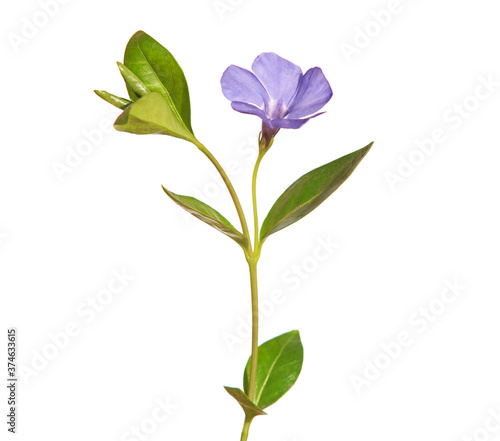 Fotografie Blue flower of periwinkle isolated on white, Vinca minor