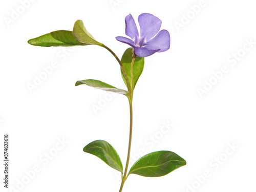 Fotografia Blue flower of periwinkle isolated on white, Vinca minor