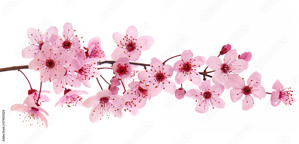 Fototapeta premium Pink cherry blossom branch in spring, isolated on white