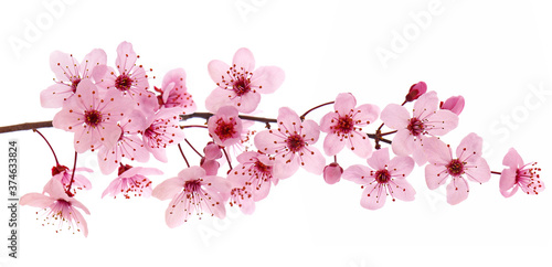 Pink cherry blossom branch in spring, isolated on white