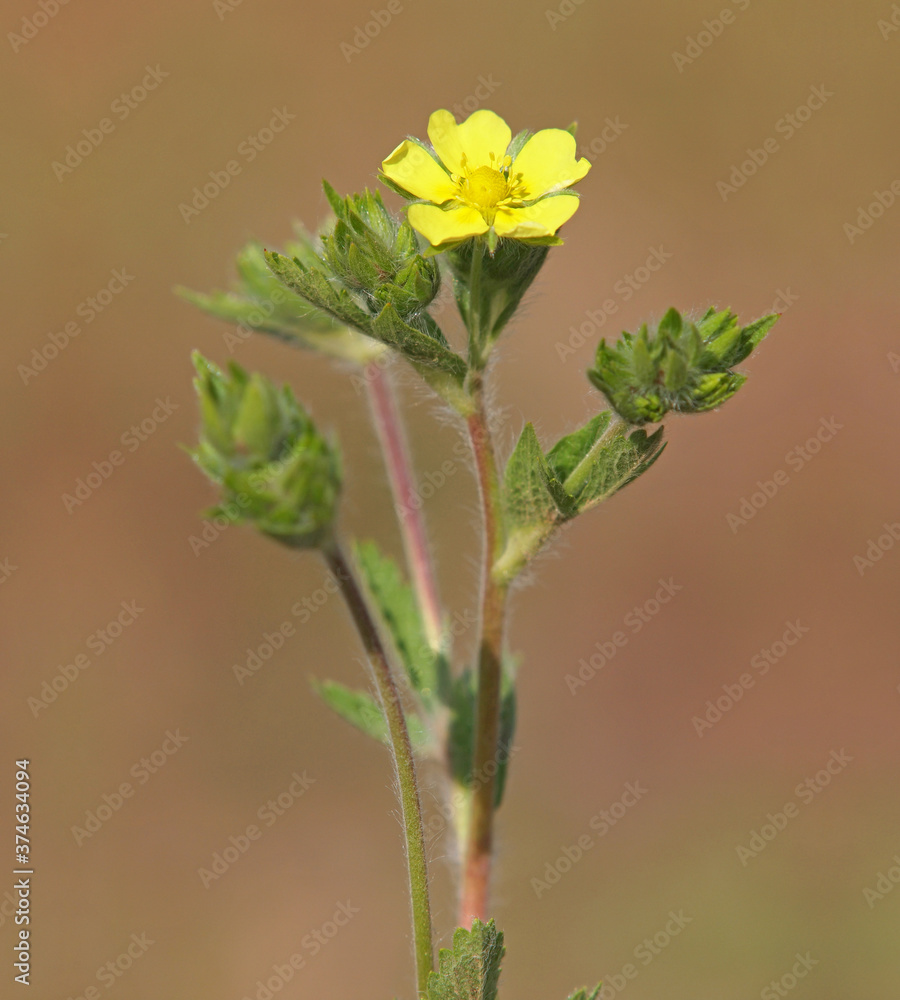 Yellow flower of wild sulphur cinquefoil plant, Potentilla recta Yellow flower of wild sulphur cinquefoil plant, Potentilla recta