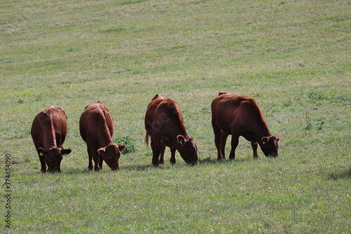 Rinder Rasse Deutsch Angus auf der Weide photo