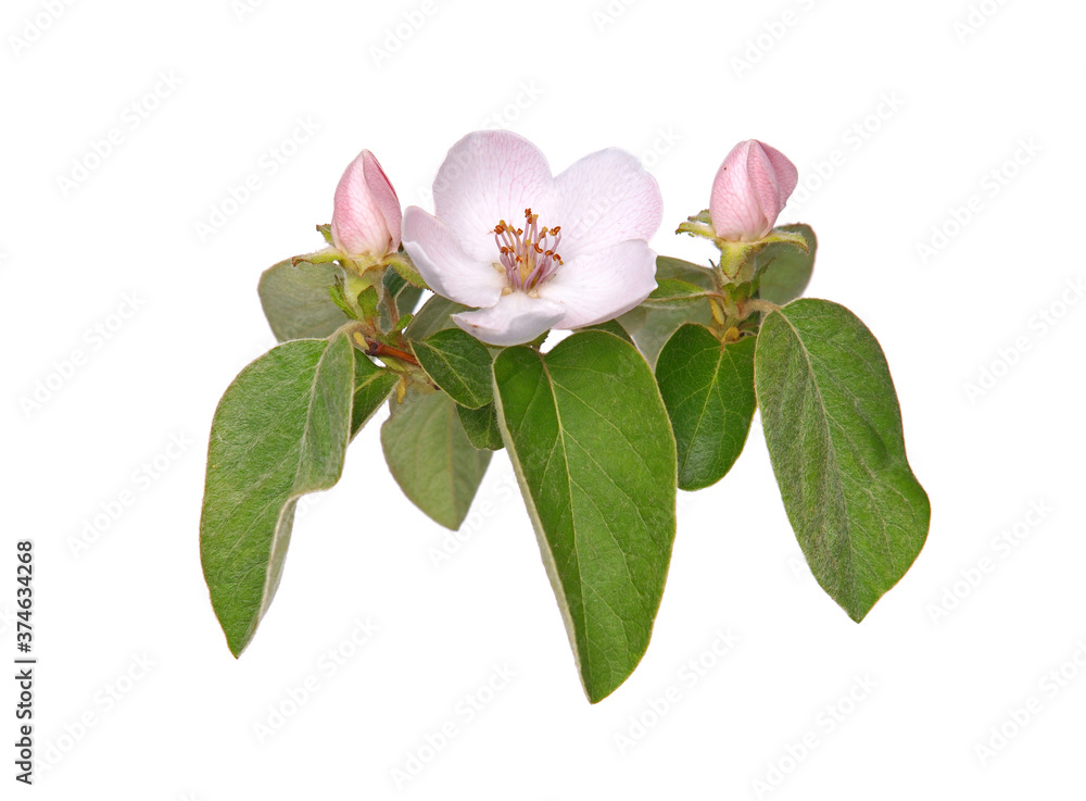 Obraz premium Quince tree blossom with pale pink flower and buds, isolated on white 