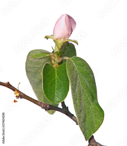 Quince tree blossom with pale pink bud flower