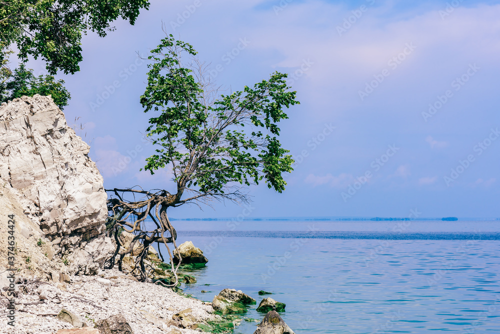 Single tree on the rocky shore at summer day