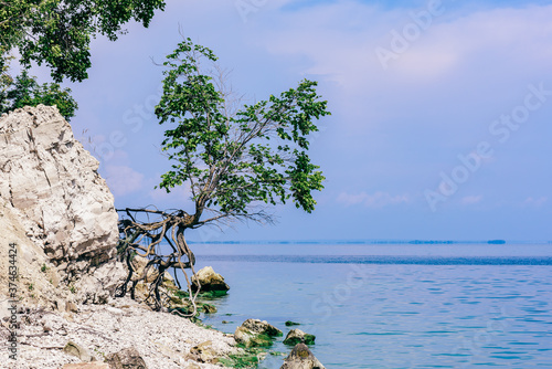 Single tree on the rocky shore at summer day