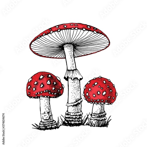 Vector drawing of black-white fly agaric graphics with red mushroom cap, forest poisonous mushroom, medicinal plant, magic, toxic mushroom isolated on white background for printing.
