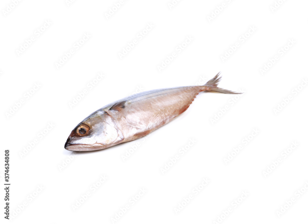 Fresh mackerel isolated on white background.