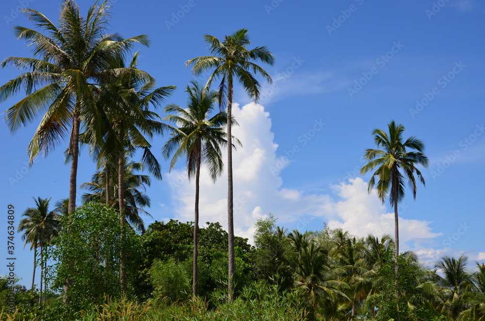 The view of palm trees on Koh Rong island in Cambodia