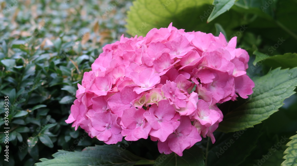 pink hydrangea flower