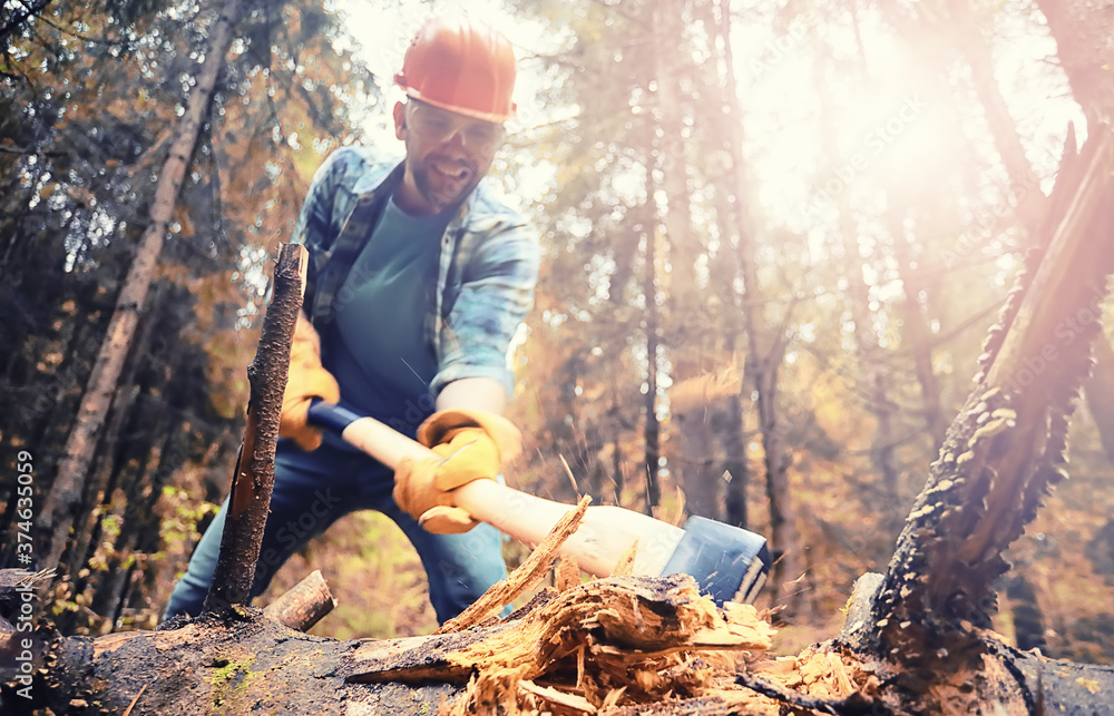 Male worker with an ax chopping a tree in the forest. Male worker with an ax chopping a tree in the forest.