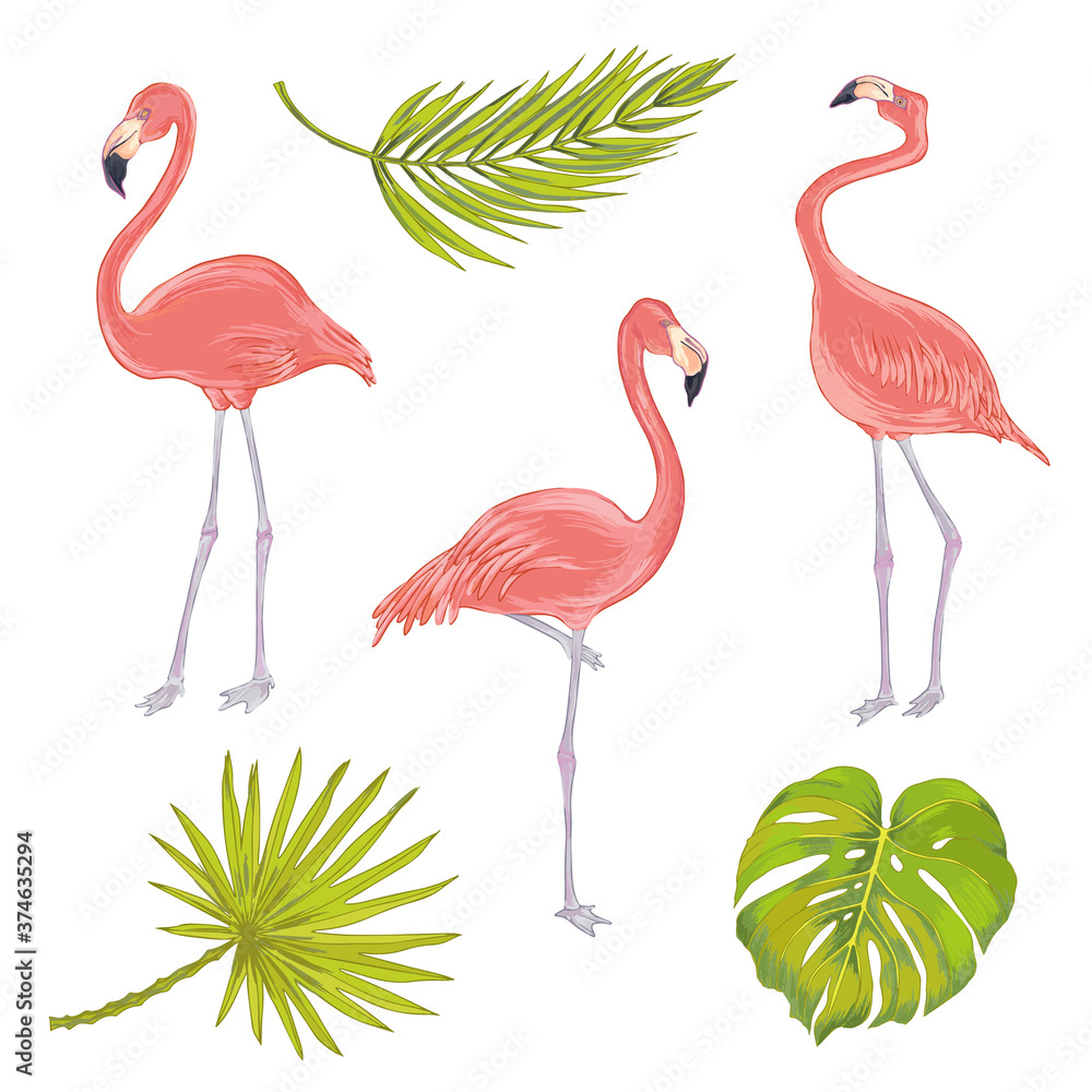 Fototapeta premium Vector illustration of pink flamingo birds with watercolor effect with fhilodendron, areca palm, fan palm.