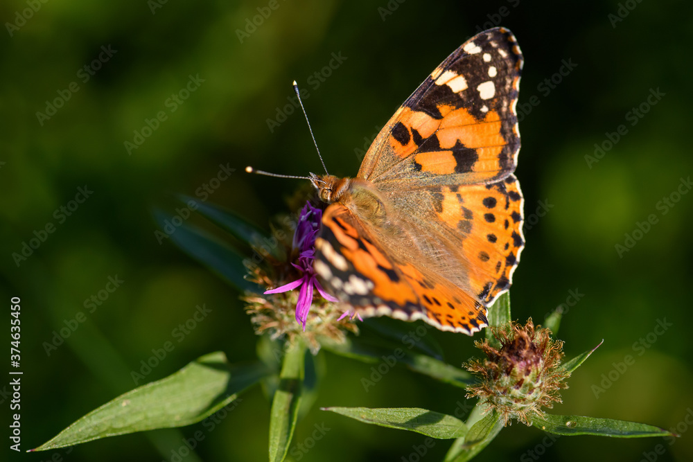Painted Lady butterfly - Vanessa cardui, beautiful colored butterfly from European meadows and grasslands, Czech Republic. Painted Lady butterfly - Vanessa cardui, beautiful colored butterfly from European meadows and grasslands, Czech Republic.