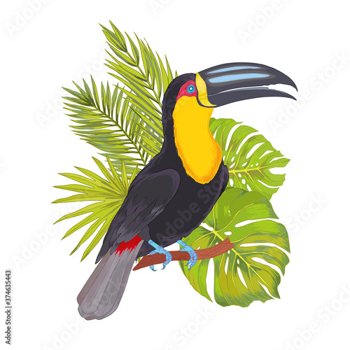 Vector tropical toucan bird with watercolor effect with philodendron, areca palm, fan palm. Colorful tropic background print isolated on white.