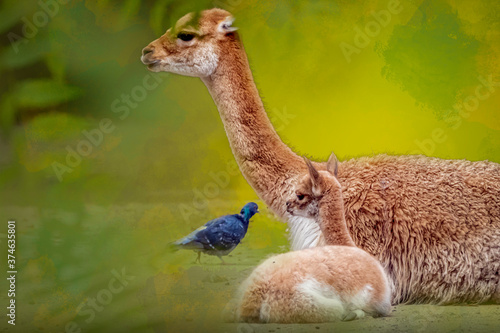 a mother vicunja with her child watching a pigeon