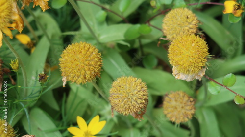 yellow flowers in the garden