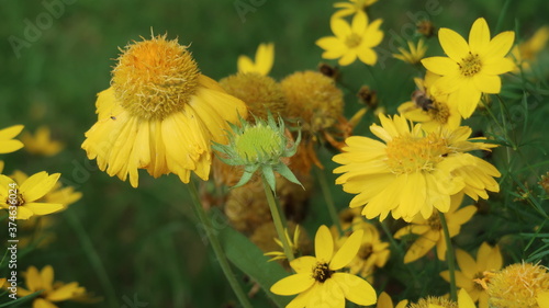 yellow flowers in the garden