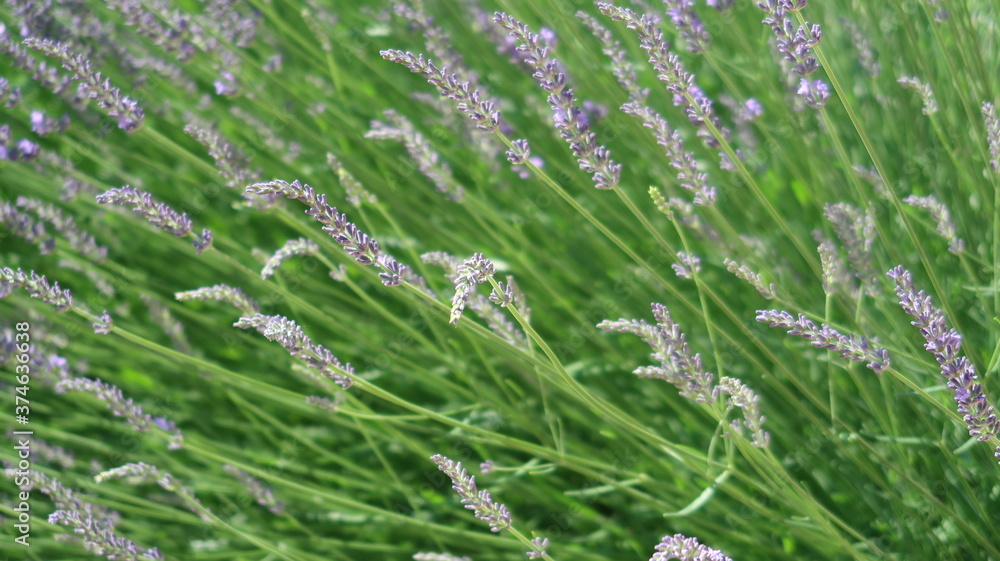 lavender field in garden lavender field in garden