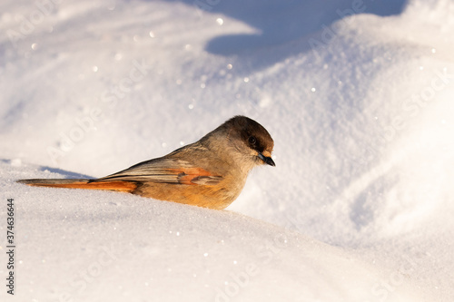 Adorable and puffy northern bird Siberian jay, Perisoreus infaustus, in snow during a cold morning sunrise in Kuusamo, Northern Finland	 photo