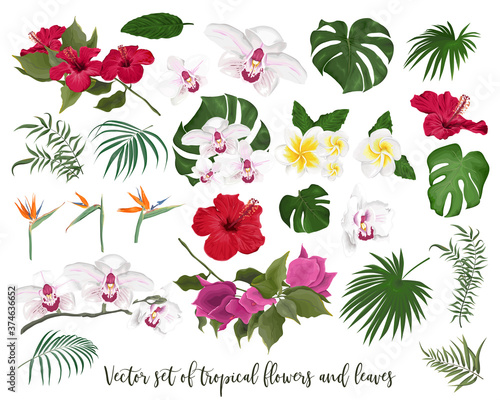 Vector set of tropical flowers and leaves. Orchid, hibiscus, monstera, palm leaves, bougainvillea, strelitzia, frangipani. Flowers and leaves on a white background.